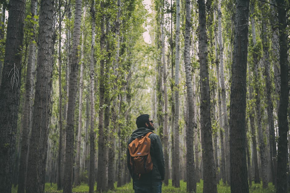 A man with a backpack explores a lush green forest, surrounded by tall trees